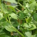 Libeček lékařský